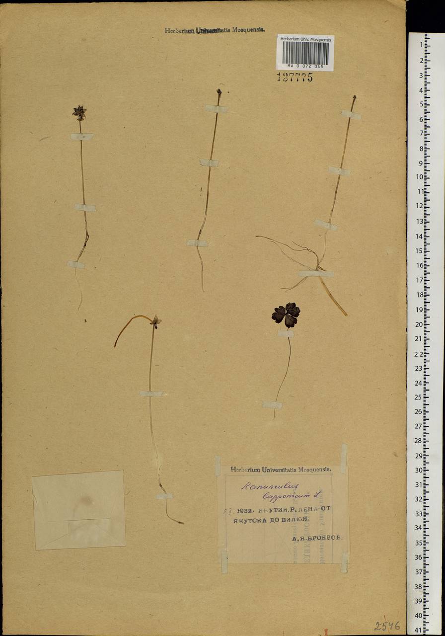 Coptidium lapponicum (L.) Á. Löve & D. Löve, Siberia, Yakutia (S5) (Russia)