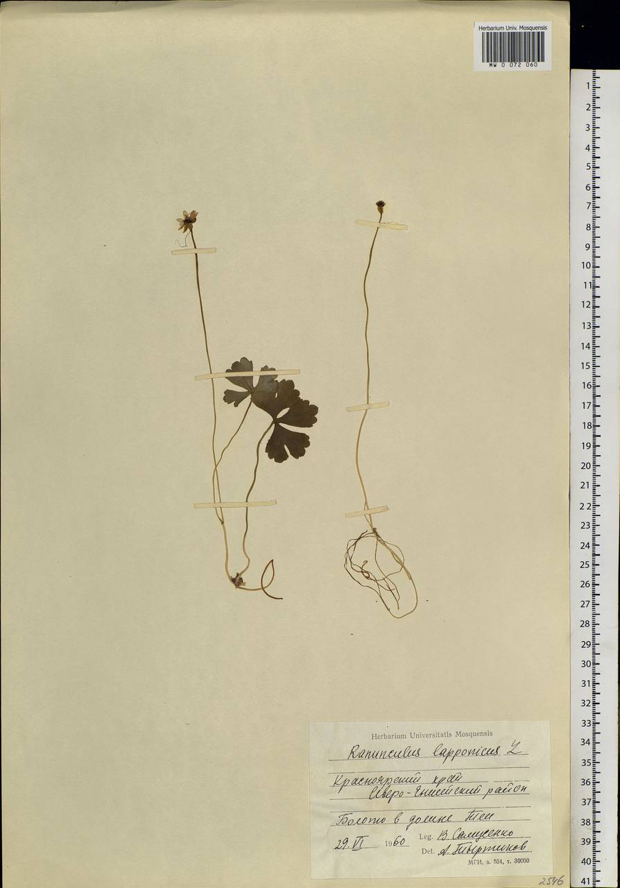 Coptidium lapponicum (L.) Á. Löve & D. Löve, Siberia, Central Siberia (S3) (Russia)