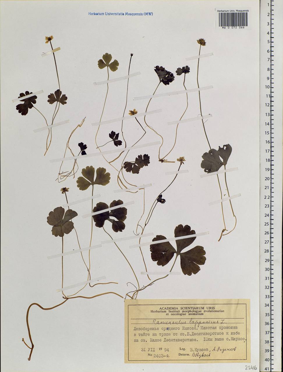 Coptidium lapponicum (L.) Á. Löve & D. Löve, Siberia, Central Siberia (S3) (Russia)