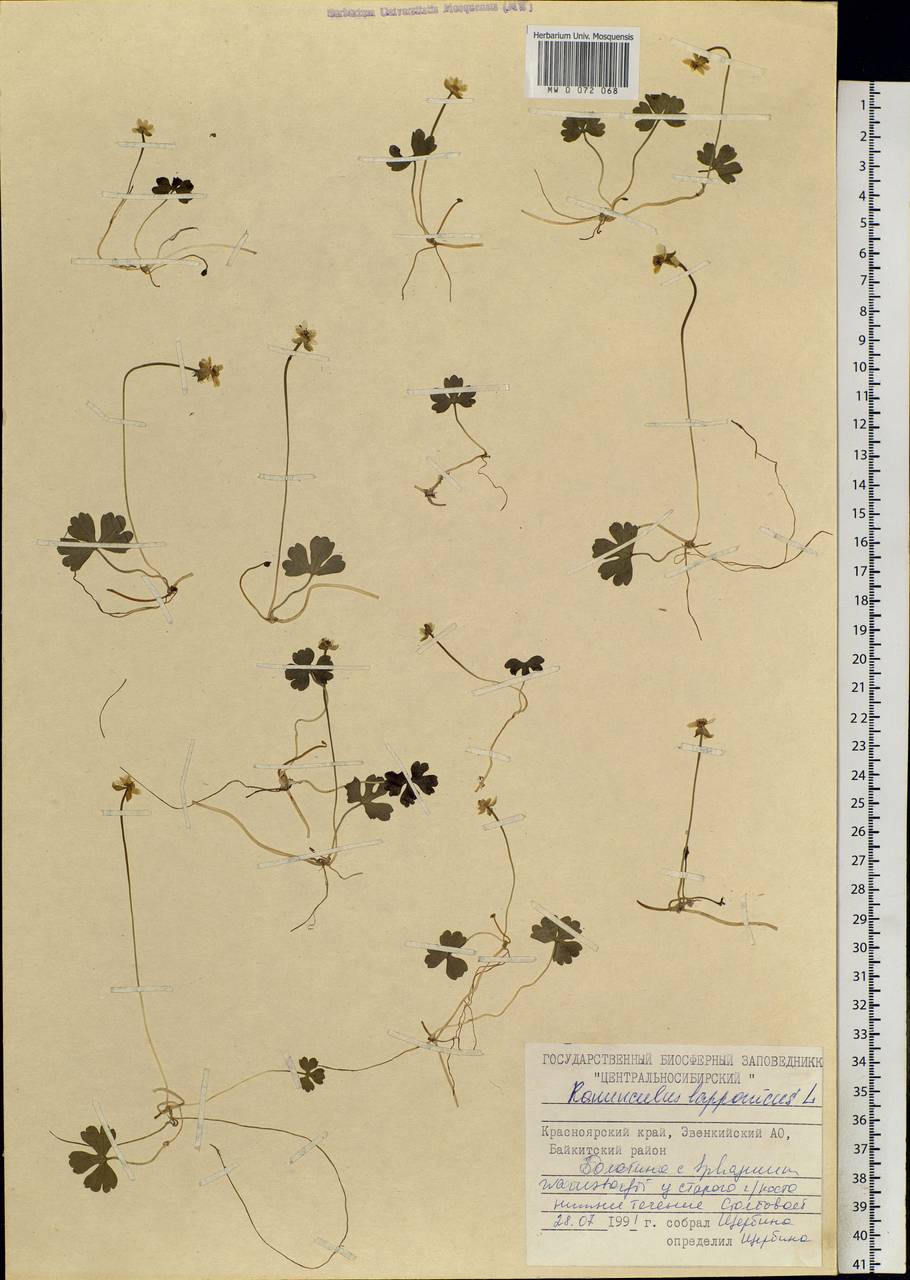 Coptidium lapponicum (L.) Á. Löve & D. Löve, Siberia, Central Siberia (S3) (Russia)