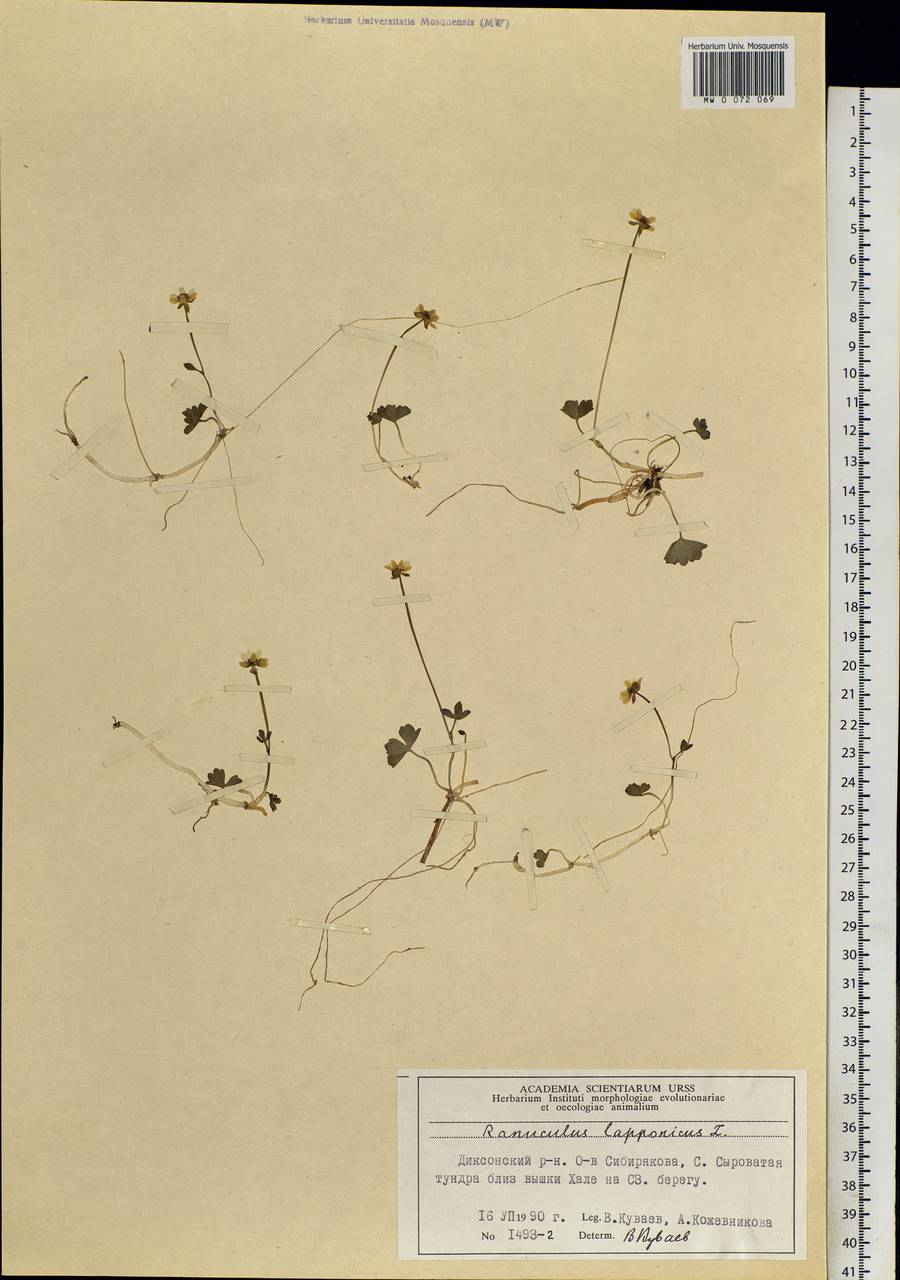 Coptidium lapponicum (L.) Á. Löve & D. Löve, Siberia, Central Siberia (S3) (Russia)