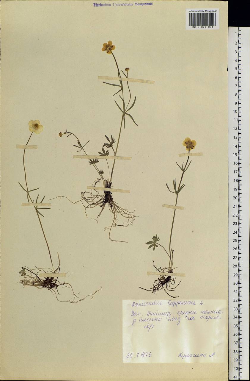 Coptidium lapponicum (L.) Á. Löve & D. Löve, Siberia, Central Siberia (S3) (Russia)