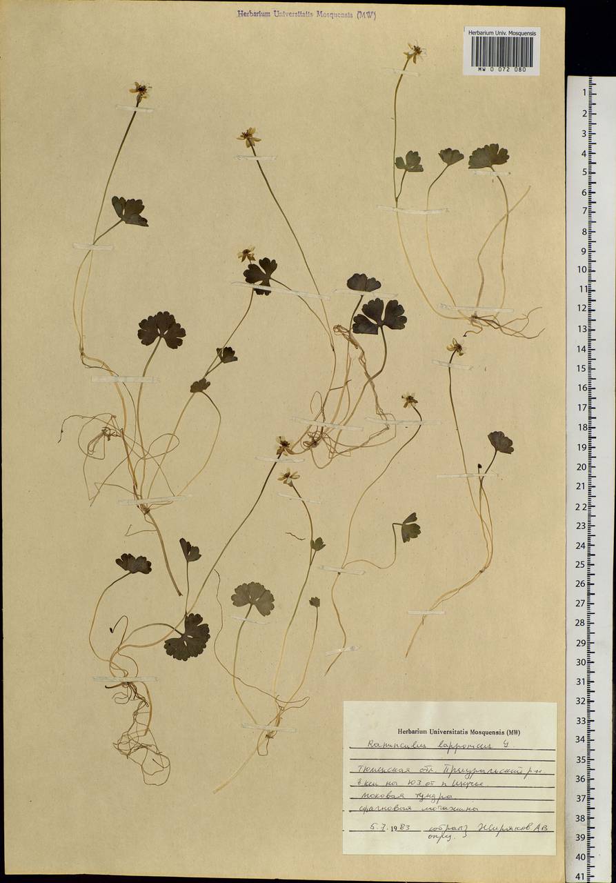 Coptidium lapponicum (L.) Á. Löve & D. Löve, Siberia, Western Siberia (S1) (Russia)