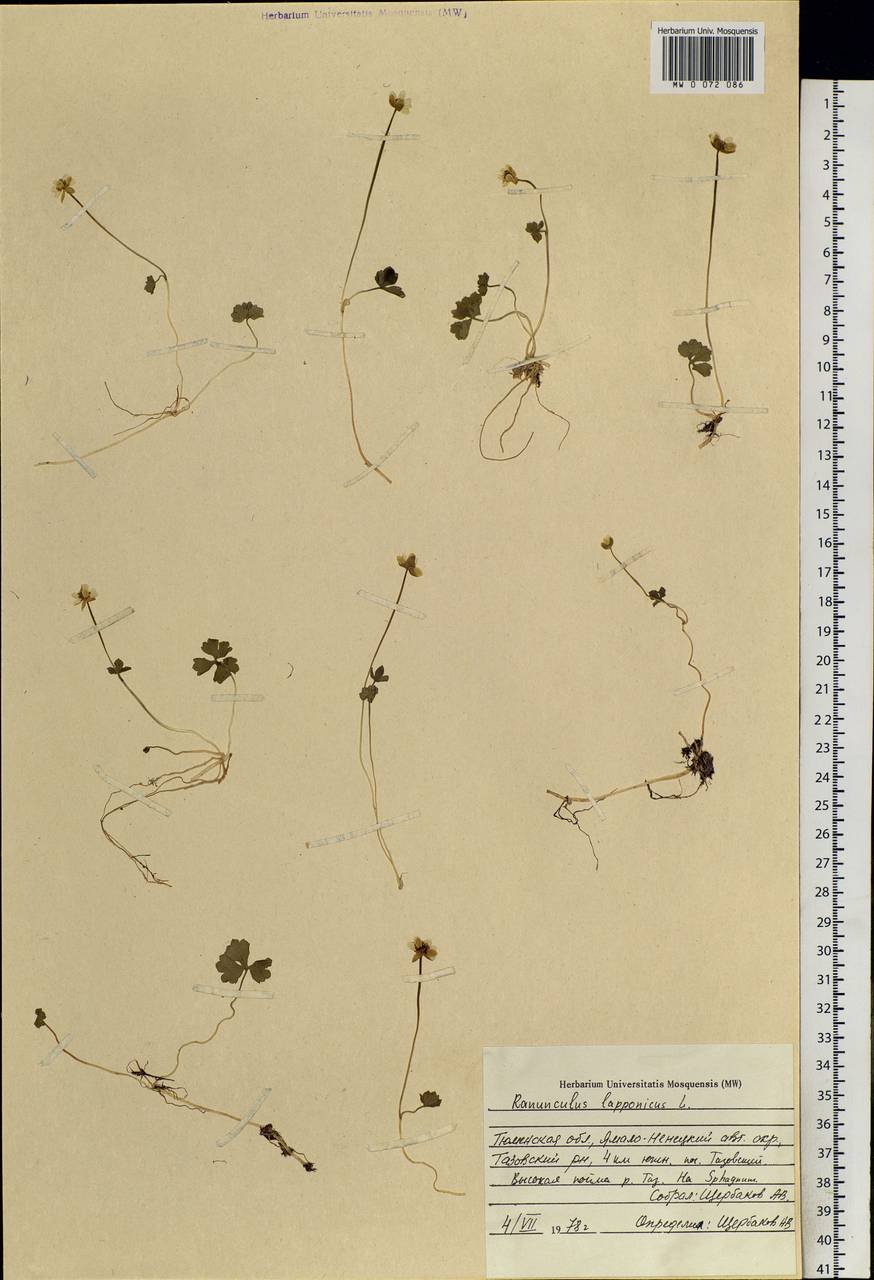 Coptidium lapponicum (L.) Á. Löve & D. Löve, Siberia, Western Siberia (S1) (Russia)