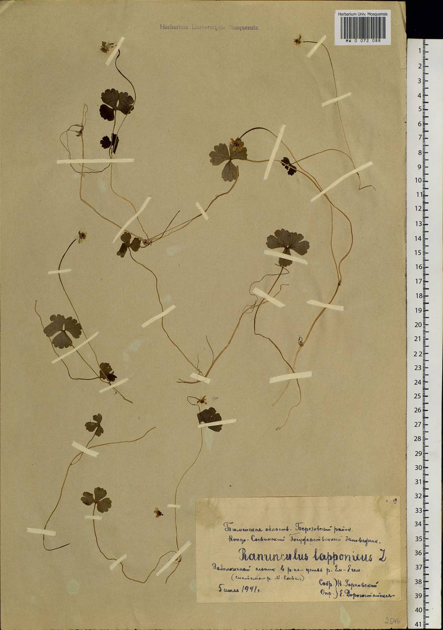 Coptidium lapponicum (L.) Á. Löve & D. Löve, Siberia, Western Siberia (S1) (Russia)