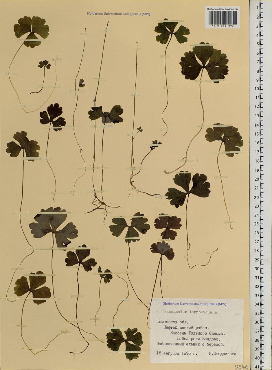 Coptidium lapponicum (L.) Á. Löve & D. Löve, Siberia, Western Siberia (S1) (Russia)