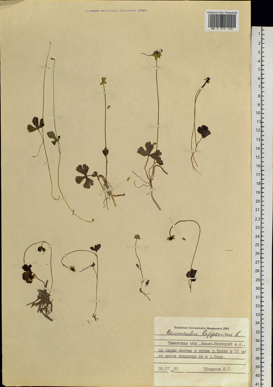 Coptidium lapponicum (L.) Á. Löve & D. Löve, Siberia, Western Siberia (S1) (Russia)