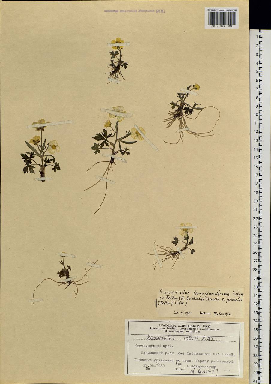 Ranunculus propinquus subsp. propinquus, Siberia, Central Siberia (S3) (Russia)