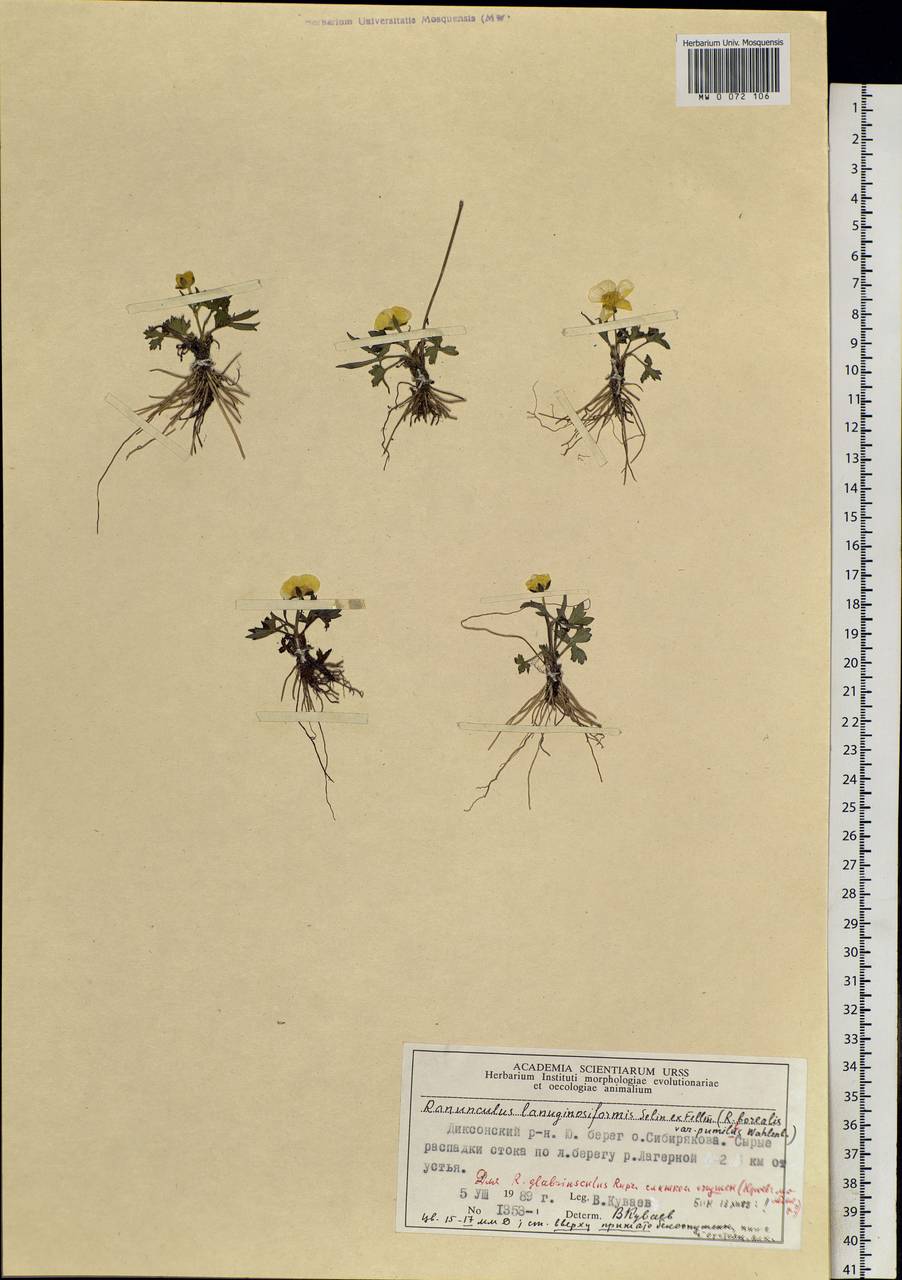 Ranunculus propinquus subsp. propinquus, Siberia, Central Siberia (S3) (Russia)