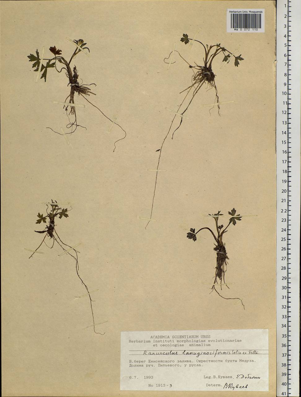 Ranunculus propinquus subsp. propinquus, Siberia, Central Siberia (S3) (Russia)