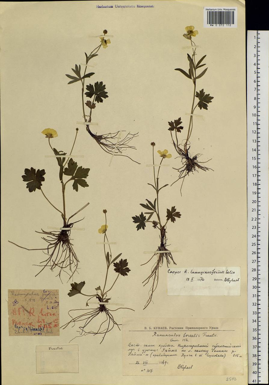 Ranunculus propinquus subsp. propinquus, Siberia, Western Siberia (S1) (Russia)