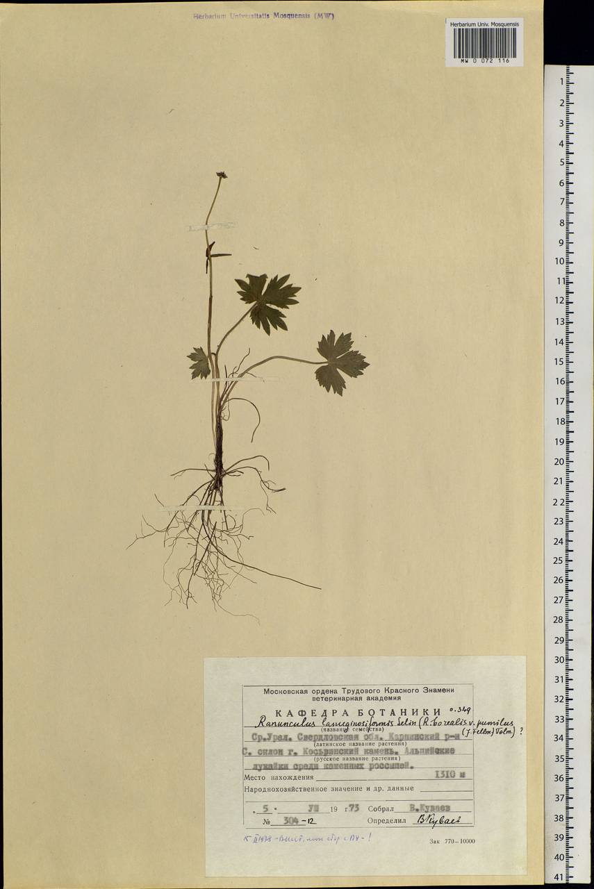 Ranunculus propinquus subsp. propinquus, Eastern Europe, Eastern region (E10) (Russia)