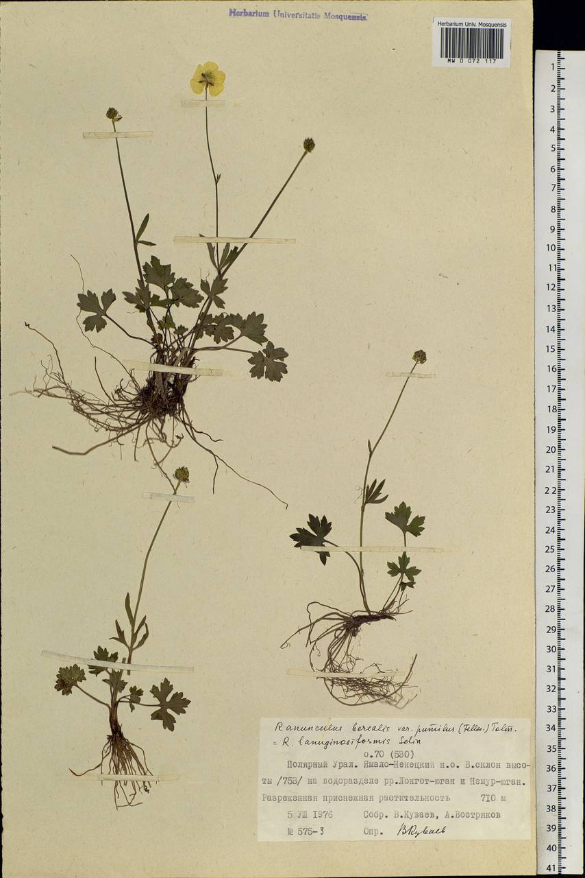 Ranunculus propinquus subsp. propinquus, Siberia, Western Siberia (S1) (Russia)