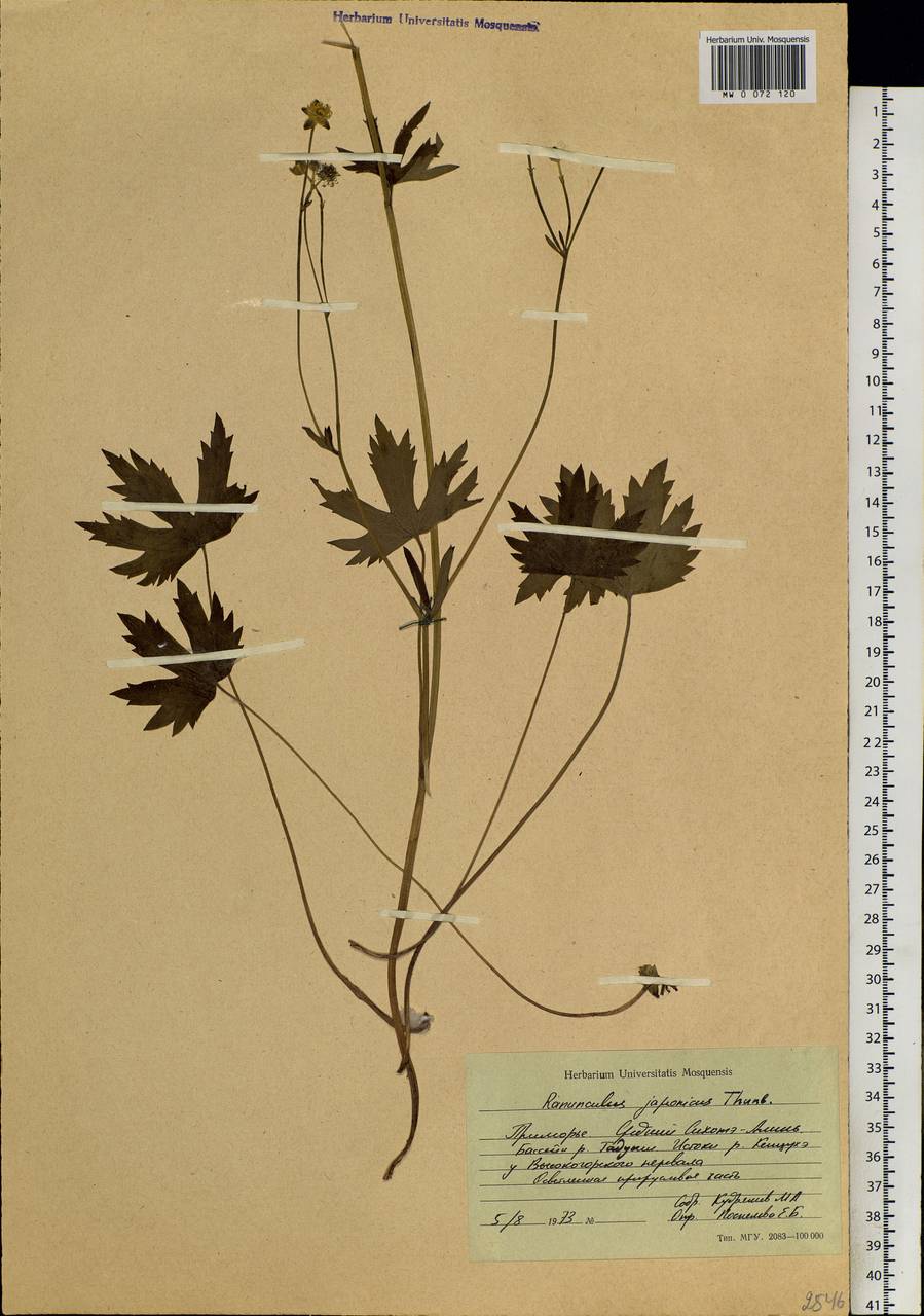 Ranunculus japonicus Thunb., Siberia, Russian Far East (S6) (Russia)