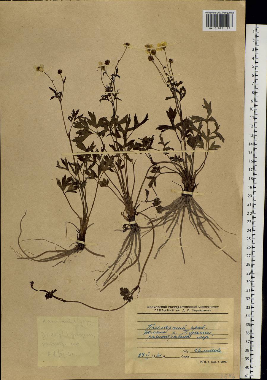 Ranunculus japonicus Thunb., Siberia, Russian Far East (S6) (Russia)