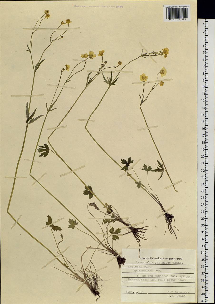 Ranunculus japonicus Thunb., Siberia, Russian Far East (S6) (Russia)