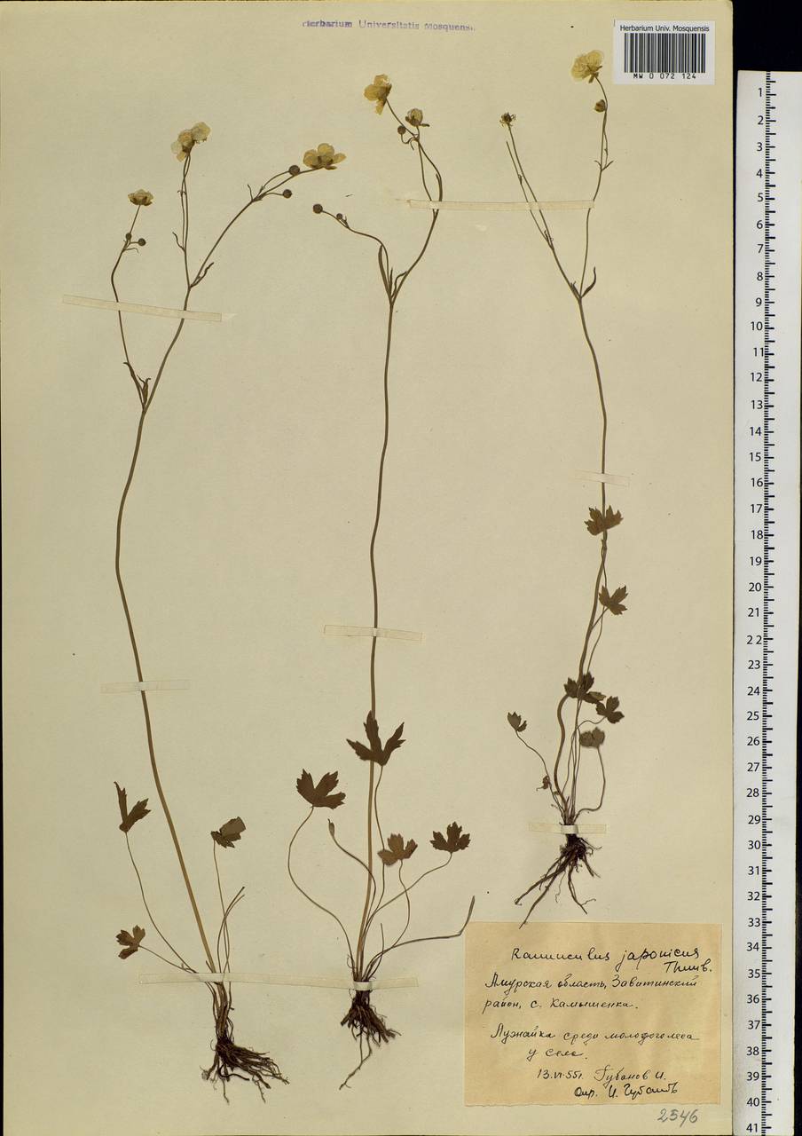 Ranunculus japonicus Thunb., Siberia, Russian Far East (S6) (Russia)