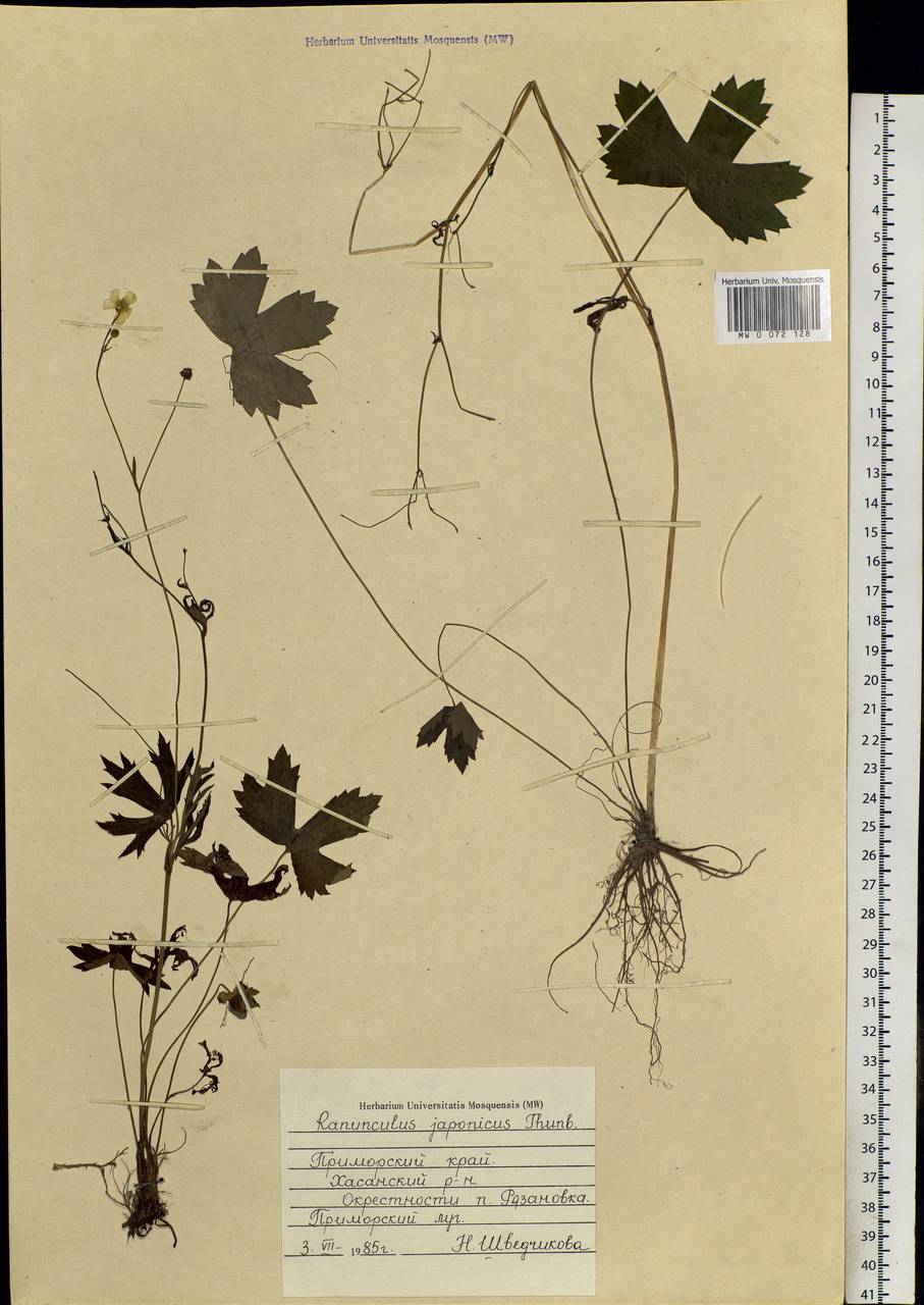 Ranunculus japonicus Thunb., Siberia, Russian Far East (S6) (Russia)