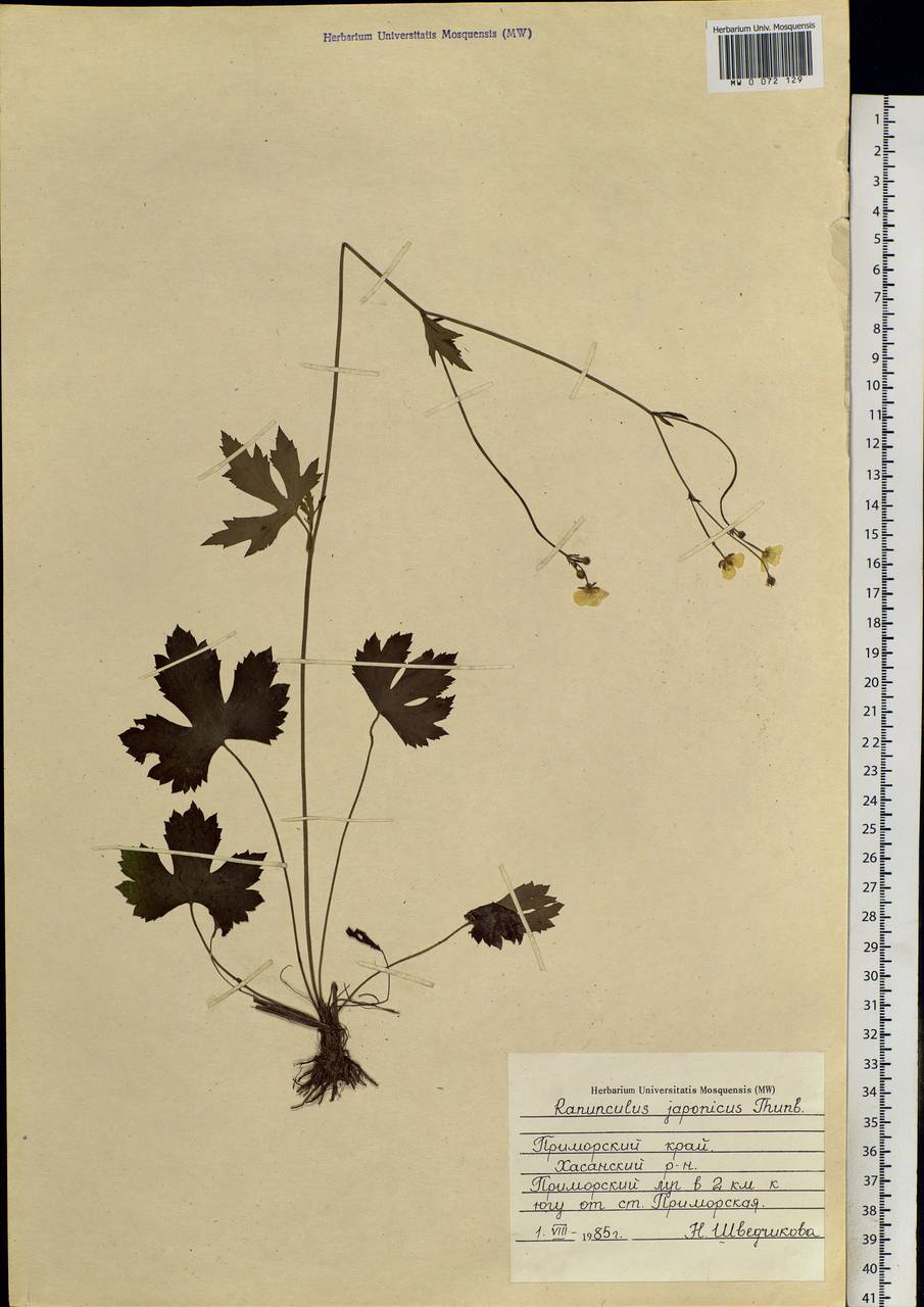 Ranunculus japonicus Thunb., Siberia, Russian Far East (S6) (Russia)