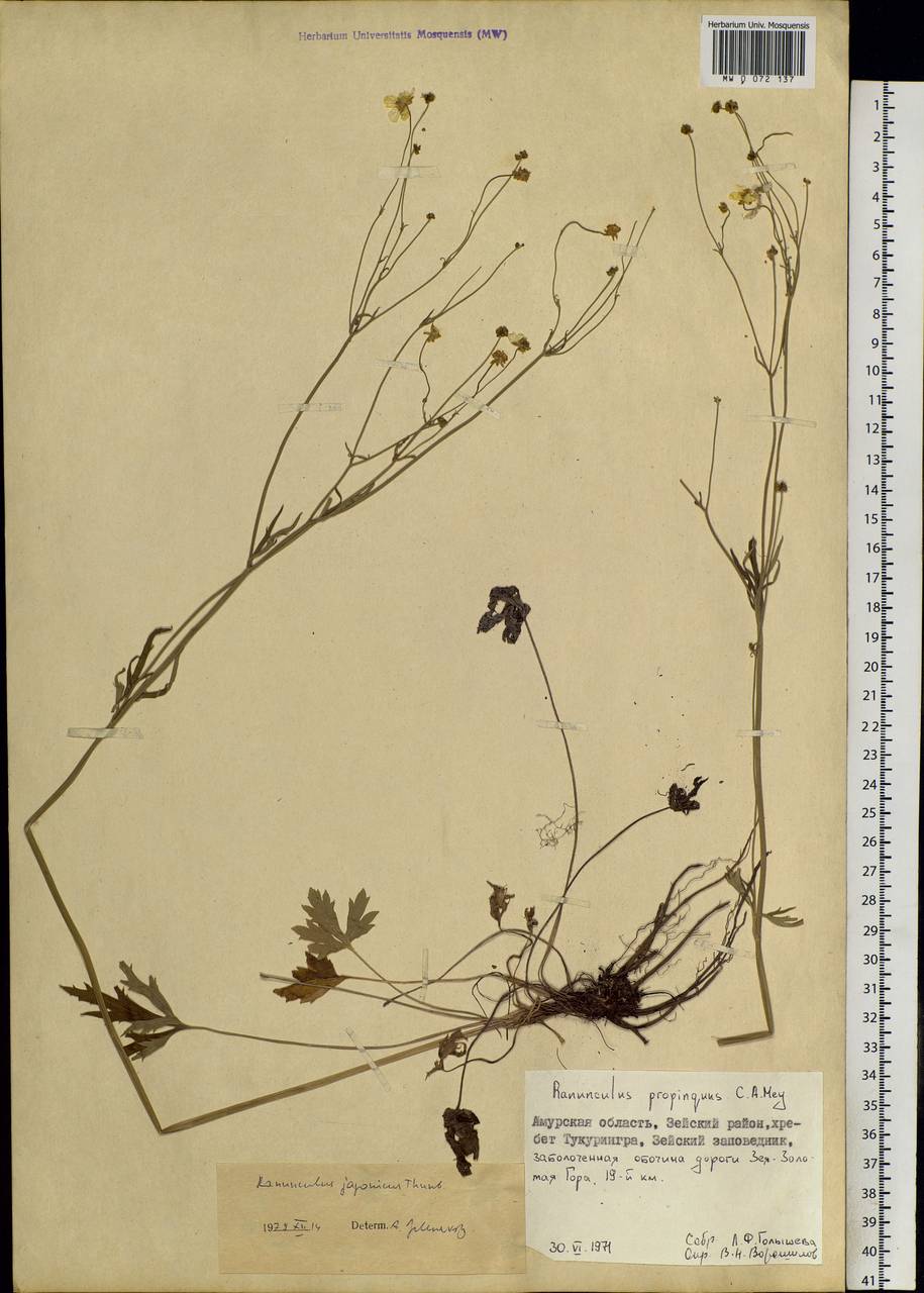 Ranunculus japonicus Thunb., Siberia, Russian Far East (S6) (Russia)