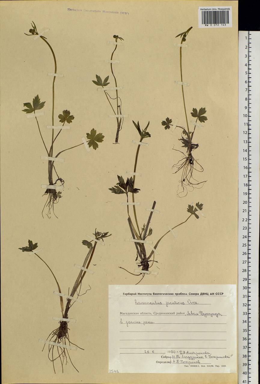 Ranunculus turneri Greene, Siberia, Chukotka & Kamchatka (S7) (Russia)