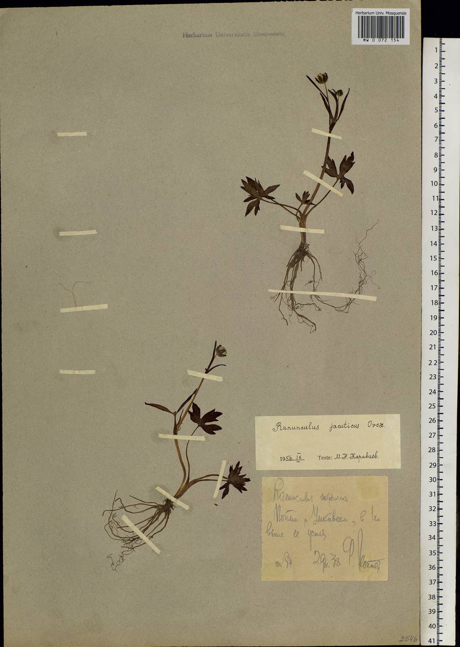 Ranunculus turneri Greene, Siberia, Chukotka & Kamchatka (S7) (Russia)
