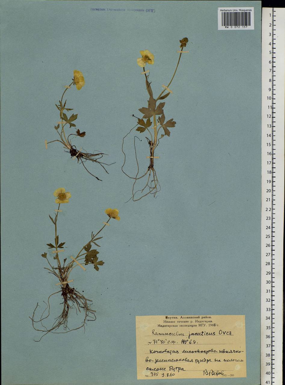 Ranunculus turneri Greene, Siberia, Yakutia (S5) (Russia)