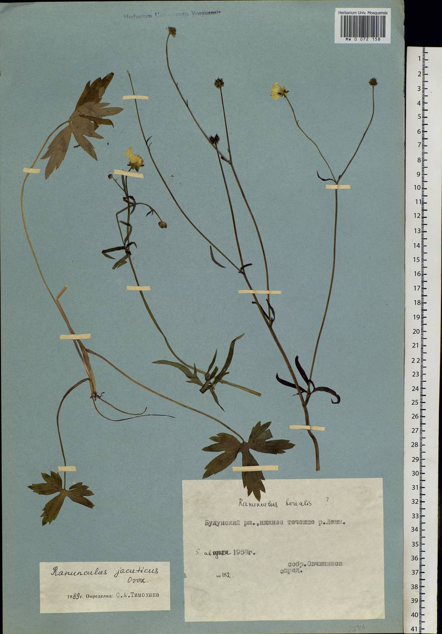 Ranunculus turneri Greene, Siberia, Yakutia (S5) (Russia)