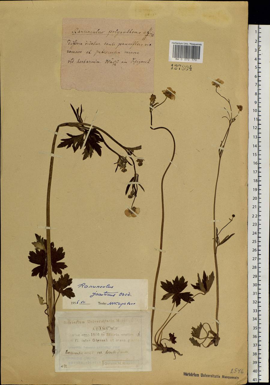 Ranunculus turneri Greene, Siberia, Yakutia (S5) (Russia)