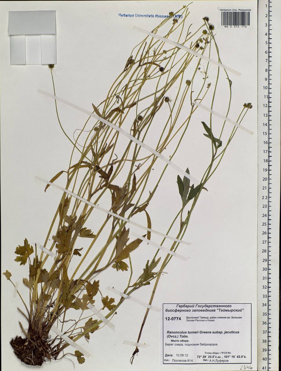 Ranunculus turneri Greene, Siberia, Central Siberia (S3) (Russia)