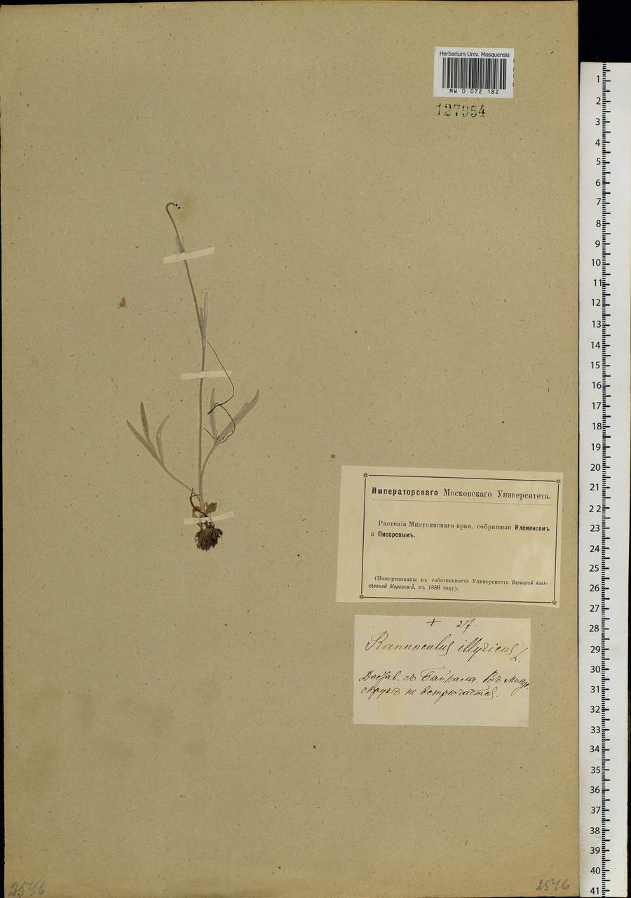 Ranunculus illyricus L., Siberia, Baikal & Transbaikal region (S4) (Russia)
