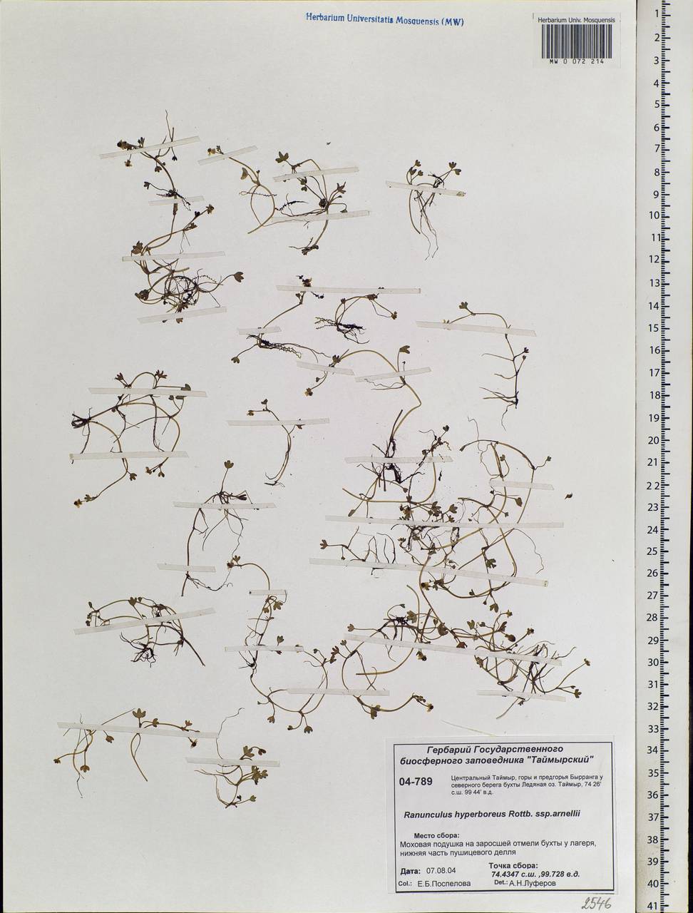 Ranunculus hyperboreus Rottb., Siberia, Central Siberia (S3) (Russia)