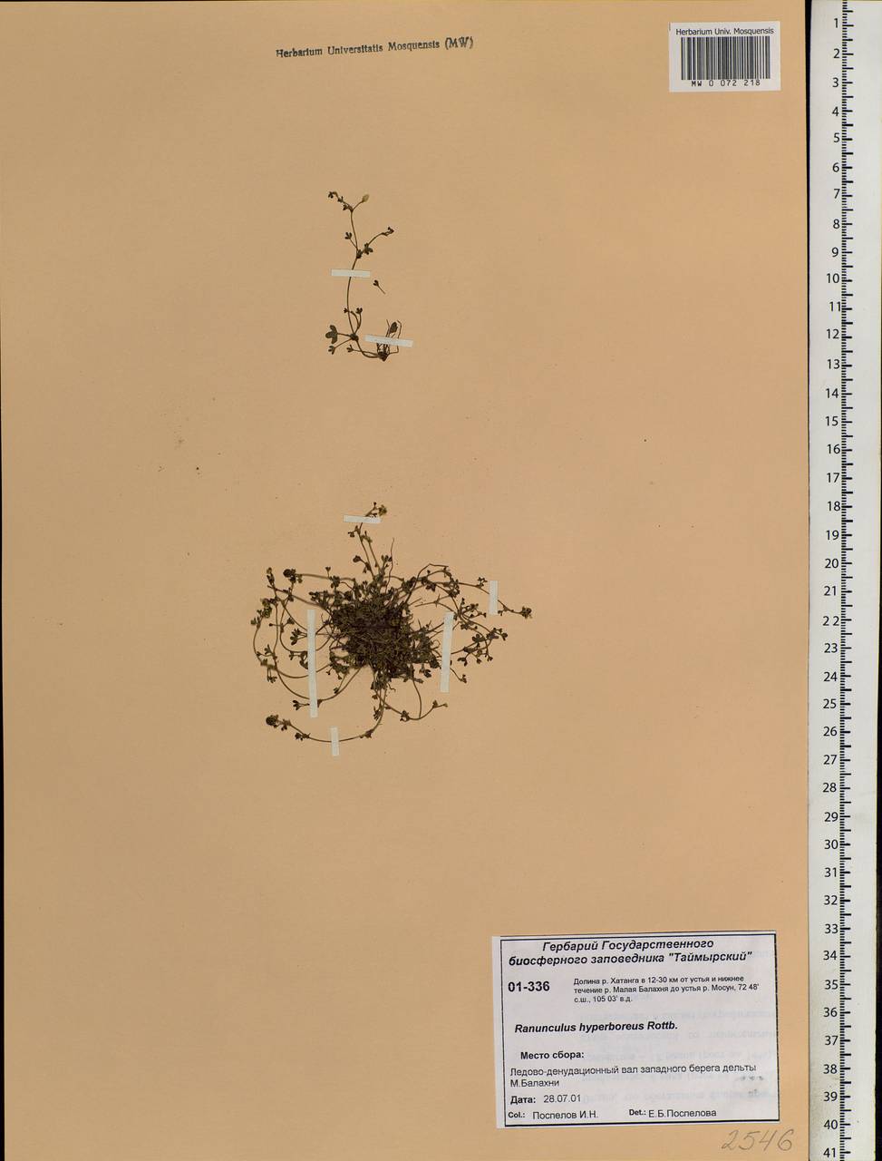 Ranunculus hyperboreus Rottb., Siberia, Central Siberia (S3) (Russia)