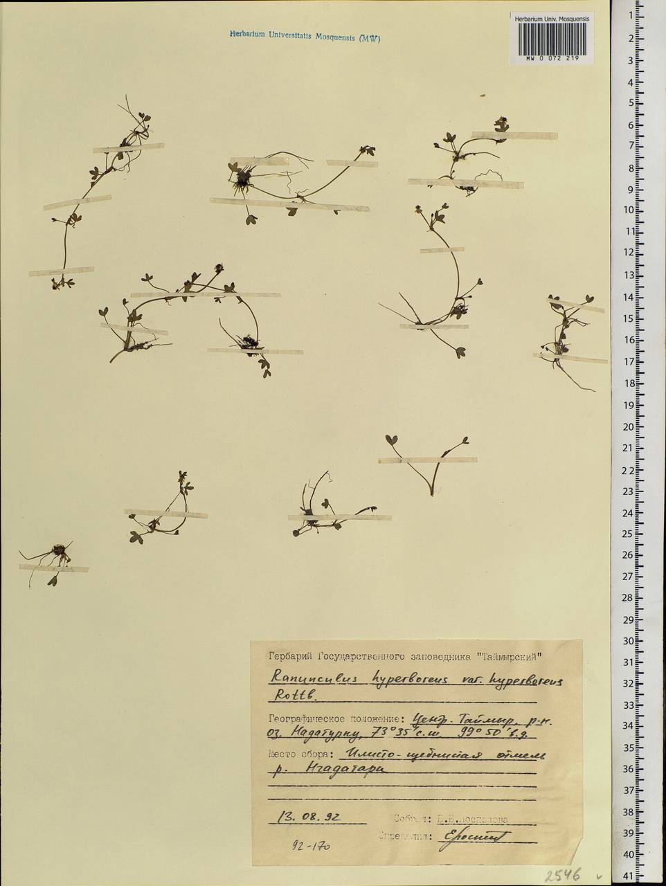 Ranunculus hyperboreus Rottb., Siberia, Central Siberia (S3) (Russia)