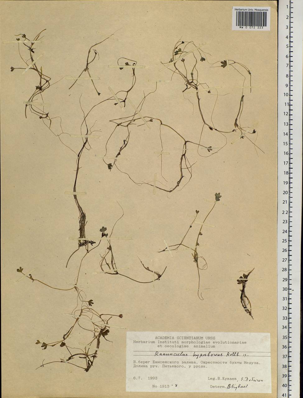 Ranunculus hyperboreus Rottb., Siberia, Central Siberia (S3) (Russia)