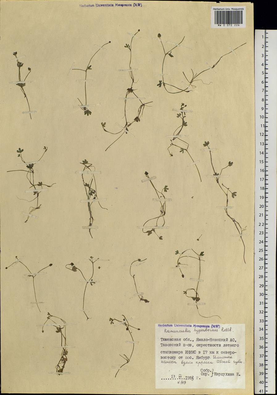 Ranunculus hyperboreus Rottb., Siberia, Western Siberia (S1) (Russia)