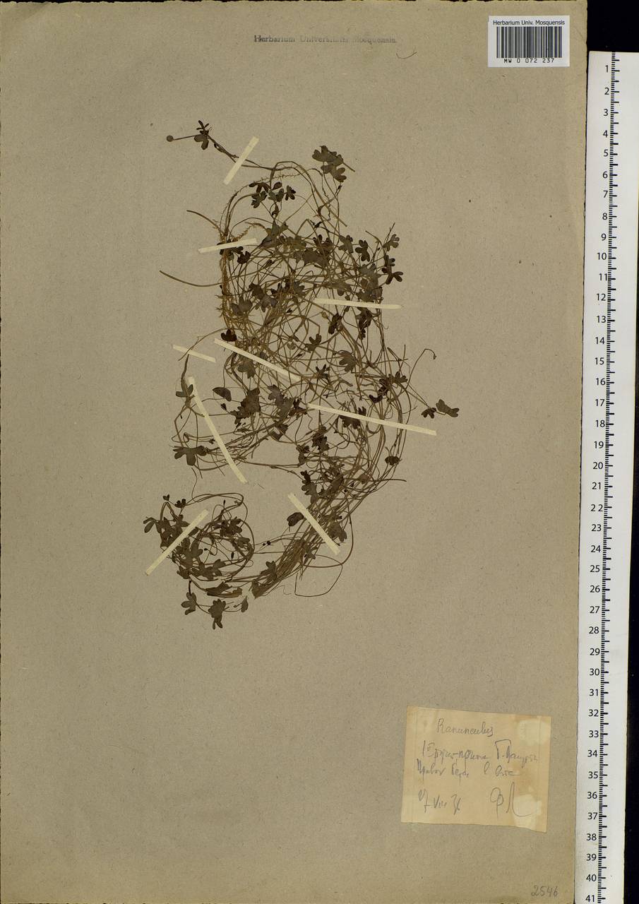 Ranunculus hyperboreus Rottb., Siberia, Western Siberia (S1) (Russia)