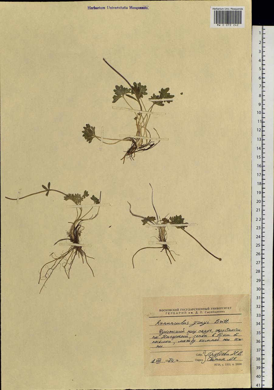 Ranunculus karelinii Czerep., Siberia, Chukotka & Kamchatka (S7) (Russia)