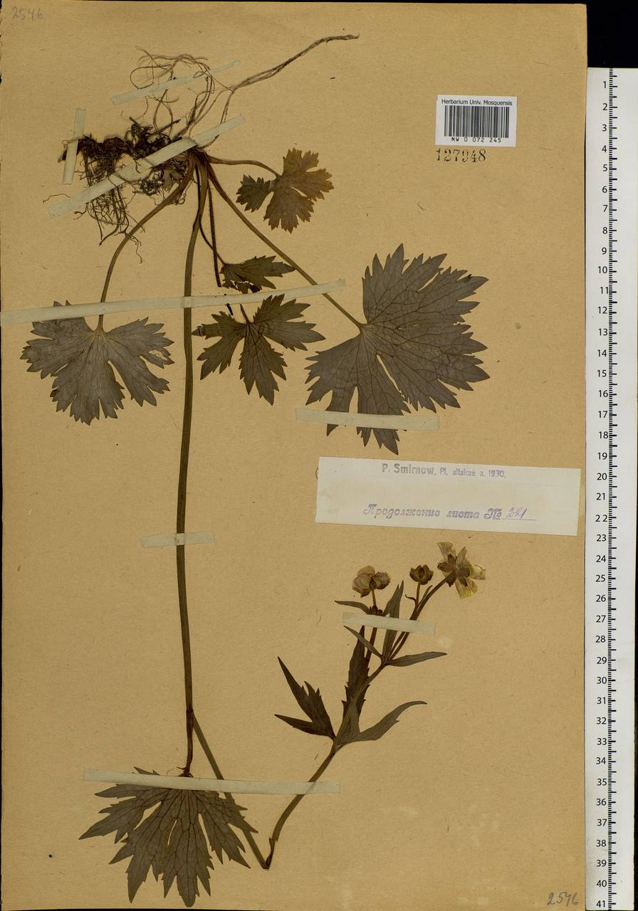 Ranunculus grandifolius C. A. Mey., Siberia, Western (Kazakhstan) Altai Mountains (S2a) (Kazakhstan)