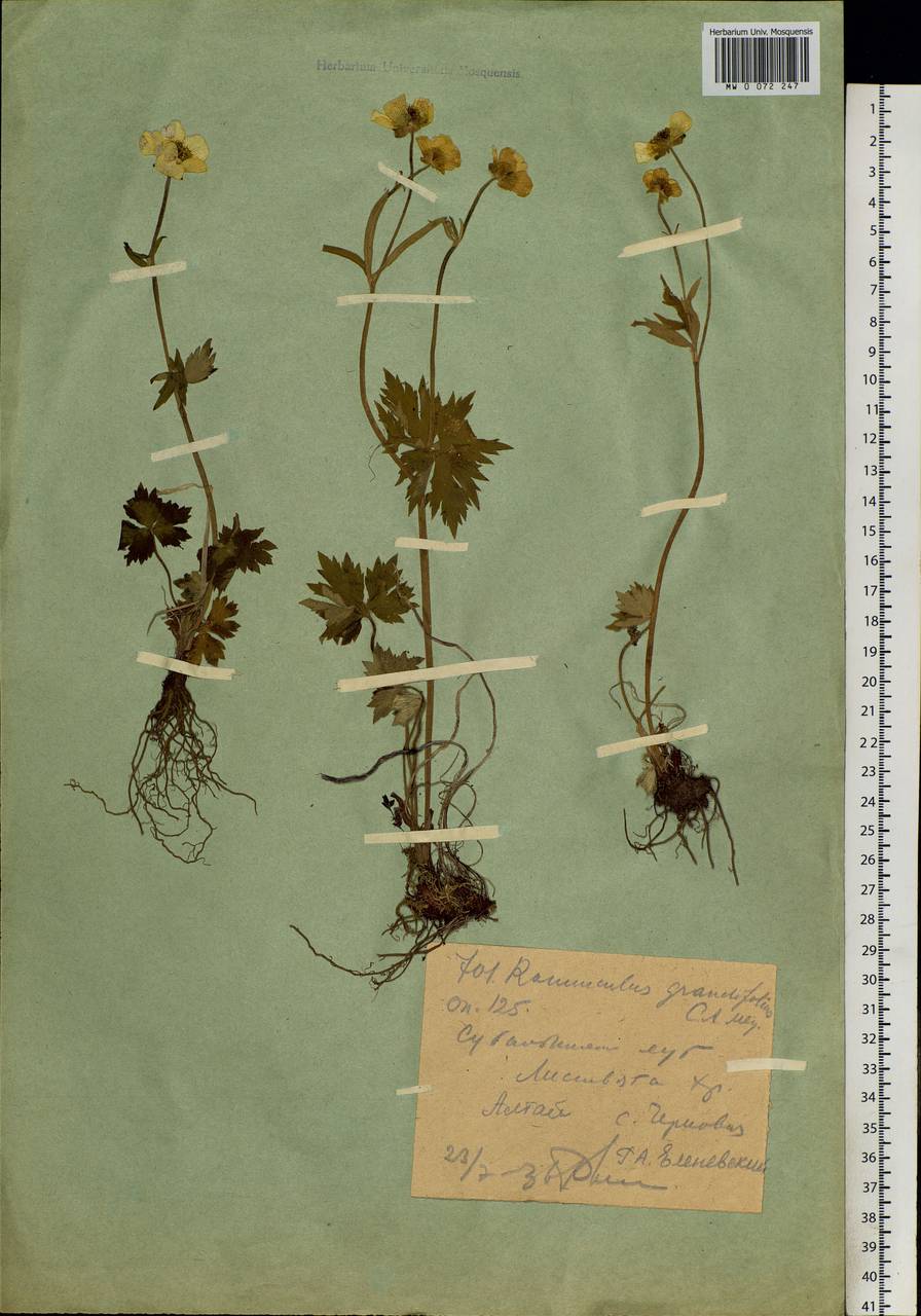 Ranunculus grandifolius C. A. Mey., Siberia, Western (Kazakhstan) Altai Mountains (S2a) (Kazakhstan)