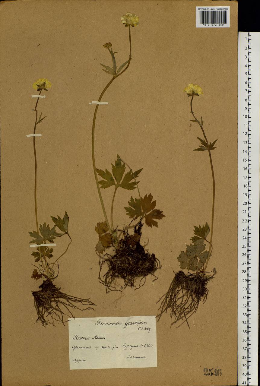 Ranunculus grandifolius C. A. Mey., Siberia, Western (Kazakhstan) Altai Mountains (S2a) (Kazakhstan)