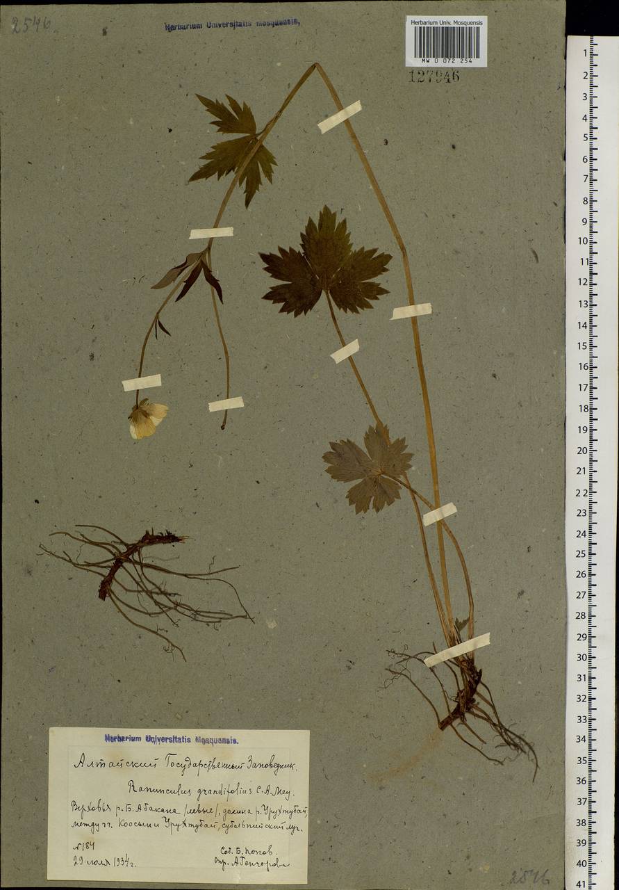 Ranunculus grandifolius C. A. Mey., Siberia, Altai & Sayany Mountains (S2) (Russia)