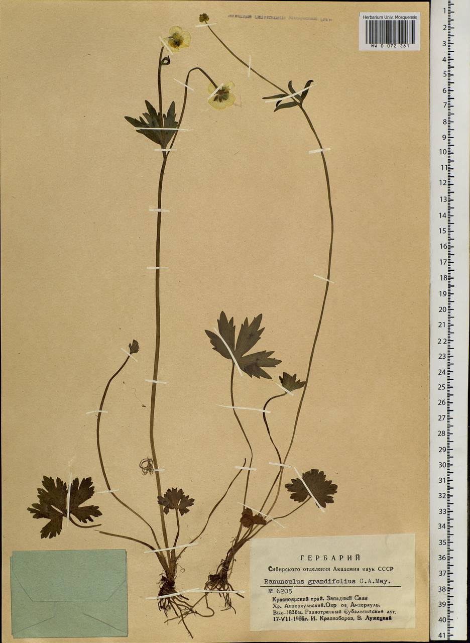 Ranunculus grandifolius C. A. Mey., Siberia, Altai & Sayany Mountains (S2) (Russia)