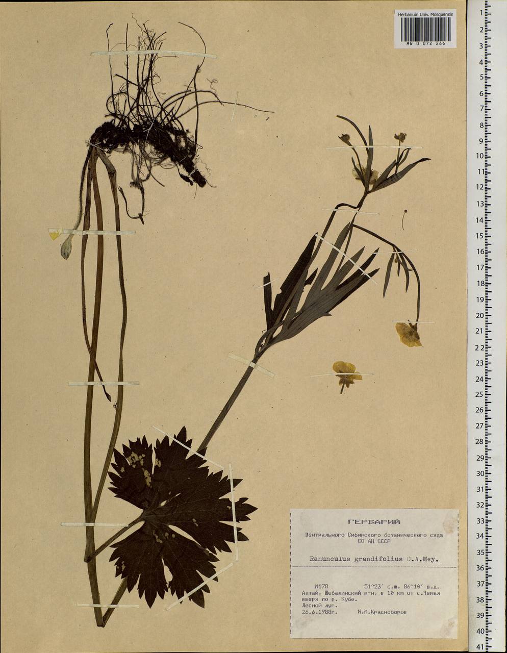 Ranunculus grandifolius C. A. Mey., Siberia, Altai & Sayany Mountains (S2) (Russia)