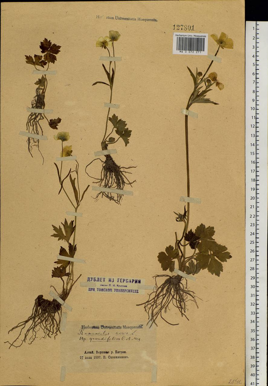 Ranunculus grandifolius C. A. Mey., Siberia, Altai & Sayany Mountains (S2) (Russia)