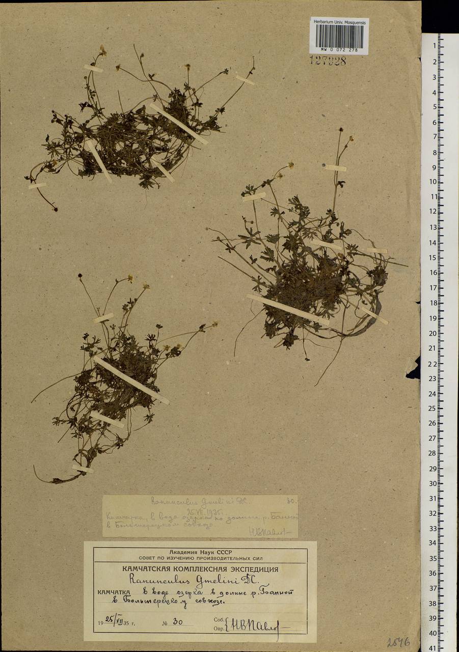 Ranunculus gmelinii DC., Siberia, Chukotka & Kamchatka (S7) (Russia)