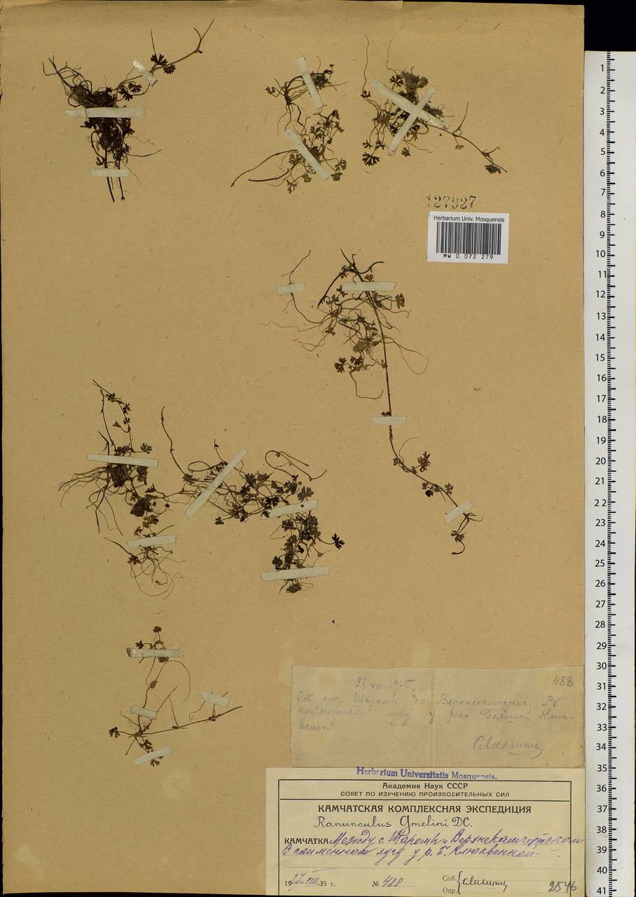 Ranunculus gmelinii DC., Siberia, Chukotka & Kamchatka (S7) (Russia)