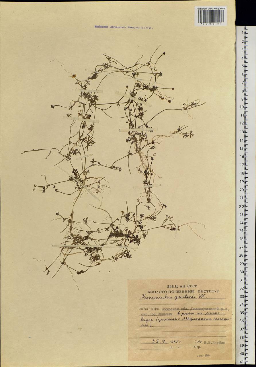 Ranunculus gmelinii DC., Siberia, Russian Far East (S6) (Russia)