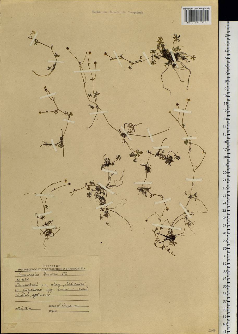 Ranunculus gmelinii DC., Siberia, Yakutia (S5) (Russia)