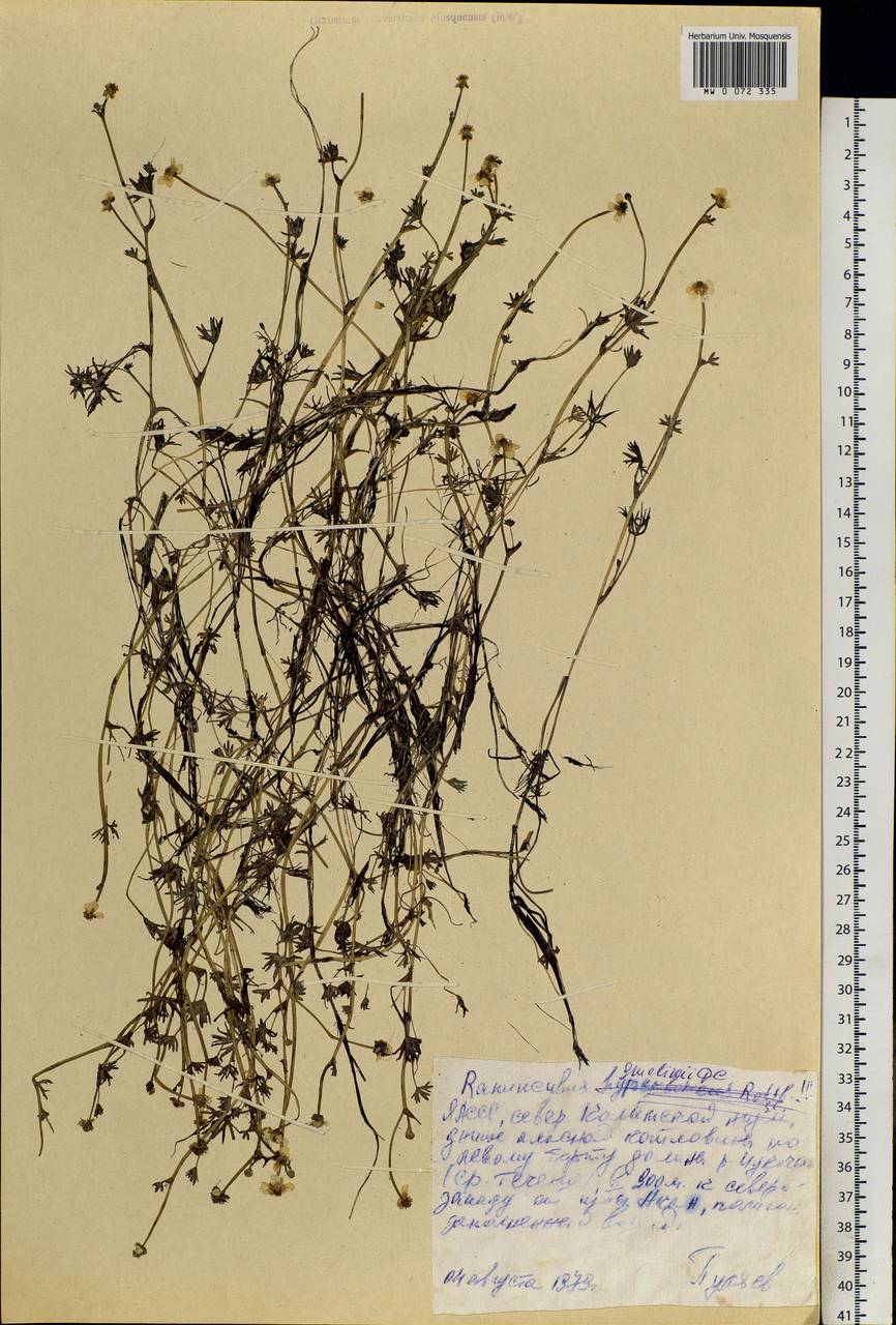 Ranunculus gmelinii DC., Siberia, Yakutia (S5) (Russia)